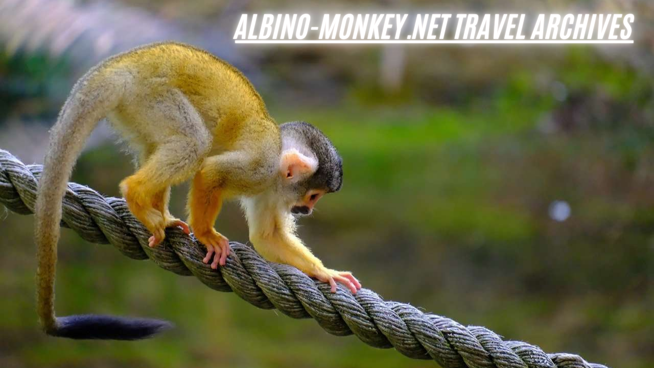 albino-monkey.net travel archives